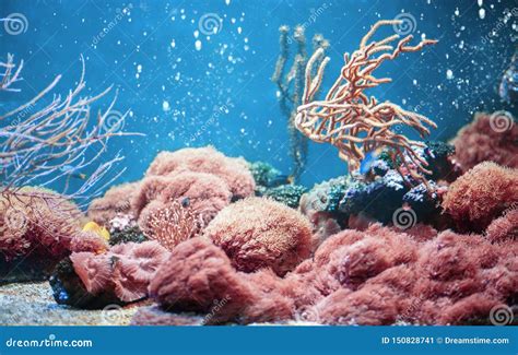 Aquarium Life With Corals And Fishes In Trendy Living Coral Colour