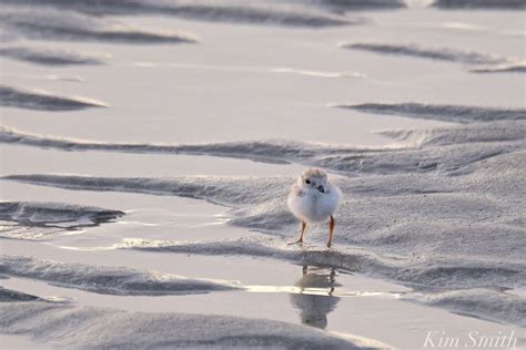 Piping Plover Predators Kim Smith Films