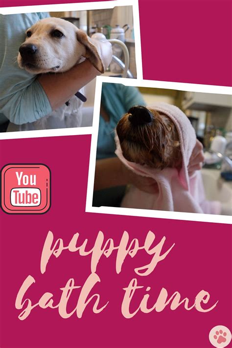 (paid link) Today we've rounded up genius mudroom dog Bathing stations