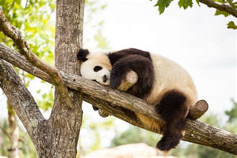 Giant Panda Sleeping In The Branches Of A Tree In A Zoo Premium Photo
