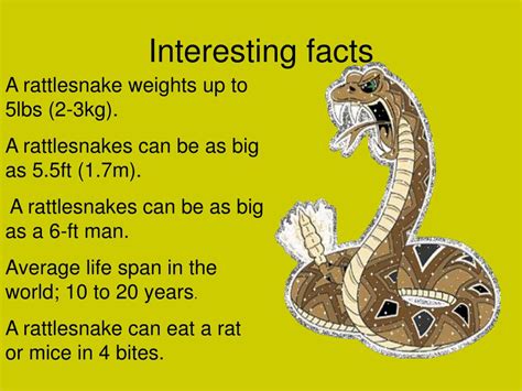 Ppt Rattlesnake Powerpoint Presentation Free Download Id3762423