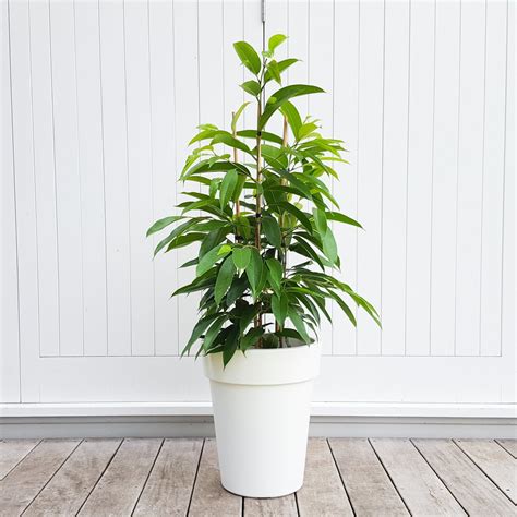 Trailing & hanging plants (78). Long Leaf Fig in White Pot | a Ficus with lovely texture ...