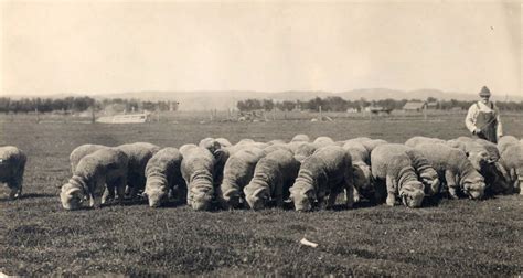 The rambouillet is a breed of sheep also known as the rambouillet merino or the french merino. Range-wars veteran made Oregon famous for its wool ...