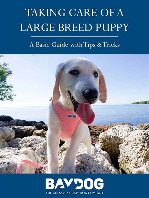 Large breed puppies are dogs that will reach between 51 and 100 pounds by the time they are fully grown adults, and that's what this nutritional guide represents. Taking Care of A Large Breed Puppy: A Basic Guide - Baydog ...