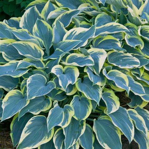 First Frost Hosta Plant Addicts