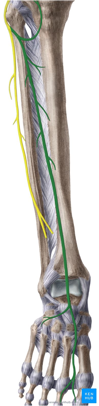 Common Fibular Peroneal Nerve Anatomy And Function Kenhub