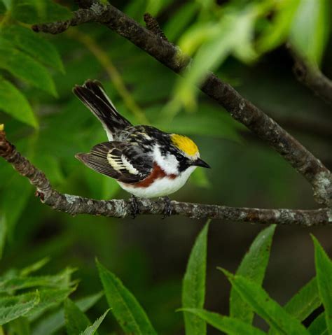 Chestnut Sided Warblers On The Blue Ridge Parkway Best Life Birding