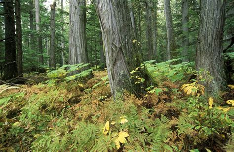 Old growth forests need your help - Wildsight