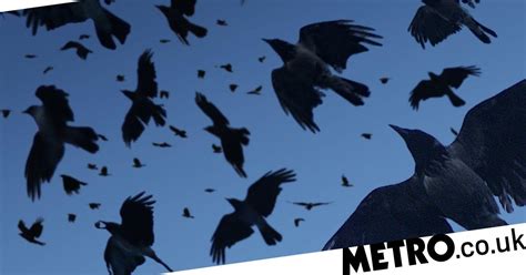 Necrophiliac Crows That Have Sex With Corpses Are Terrifyingly Common Tech News Metro News