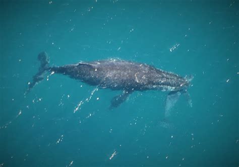 Humpback Whale Gives Birth Herald Sun