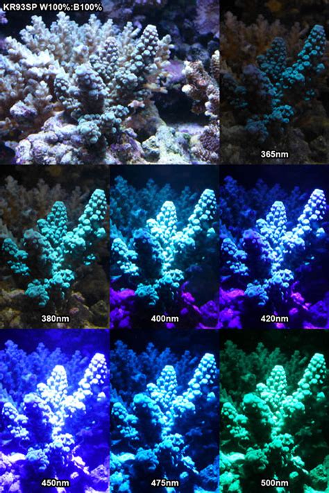 Coral Fluorescent Protein Cfp Checker Flashlight Makes