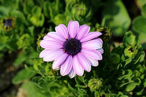 African Daisy Flower Plant Free Photo On Pixabay Pixabay