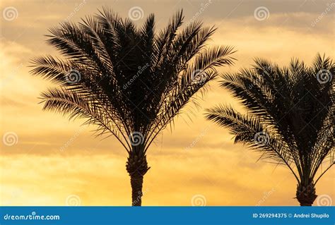Silhouettes Of Palm Trees At Sunset Stock Image Image Of Travel