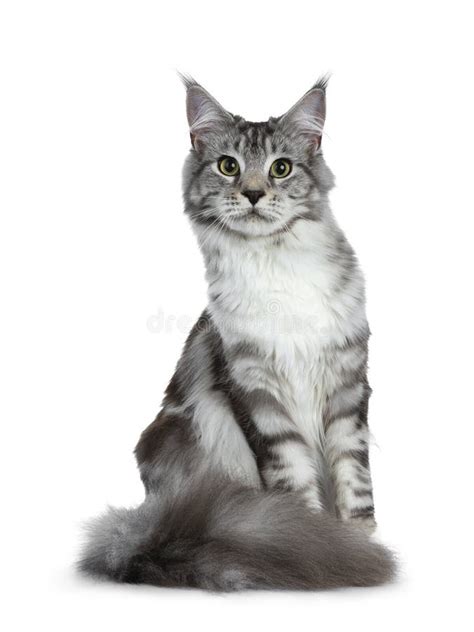 Pretty Young Adult Black Silver Tabby Maine Coon Cat Sitting Isolated