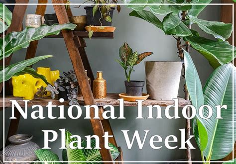 National Indoor Plant Week Shonnards