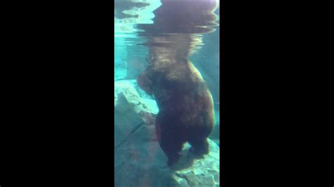 Grizzly Bear Taking A Dip At Brookfield Zoo In Chicago Youtube