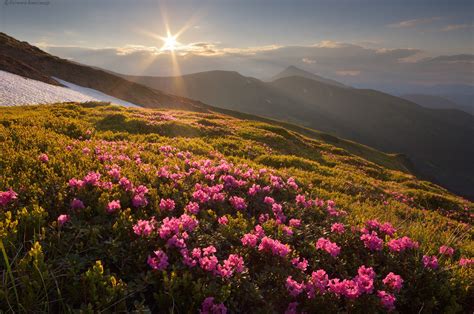 Blooming Rhododendron In The Ukrainian Carpathians · Ukraine Travel Blog
