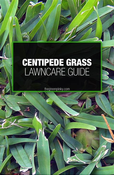How To Care For Centipede Grass — Our Tips That Work