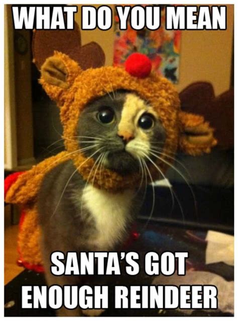 The best memes of 2021, funniest memes, dank memes, hilarious jokes and pictures. 20 Hilarious Animal Memes That Will Make You Lol