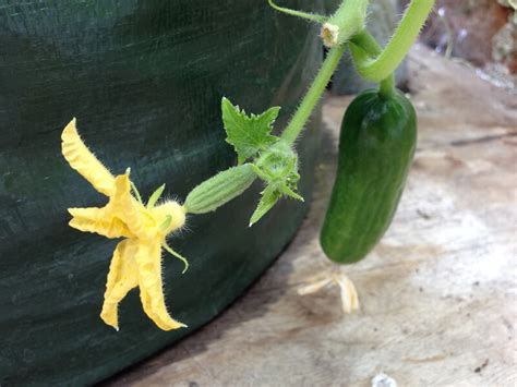 Cucumbers Bitter During Hot Dry Weather Indiana Yard And Garden Purdue Consumer