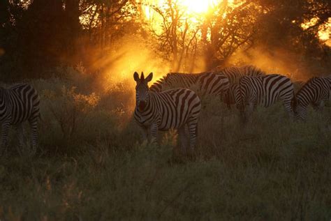 zebra sunset botswana jackson s african safaris