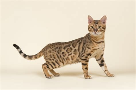 My cat apples eats grass, and leaves, and suchlike. 12 Large Cat Breeds That Make Lovely Pets | Pets4Homes