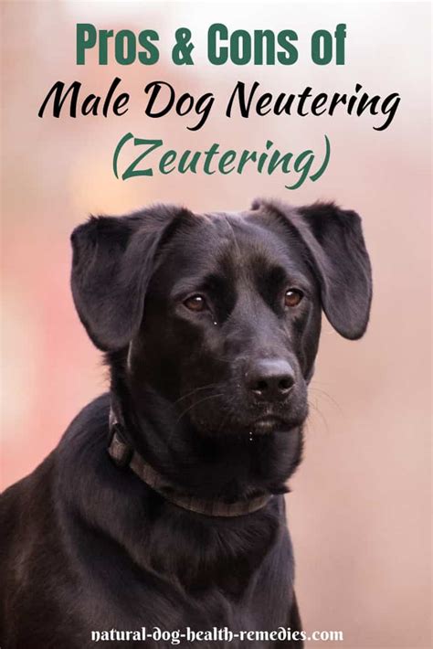 Rescue of an itty bitty injured black kitten. Non-Surgical Male Dog Neutering (Zeutering): Pros and Cons