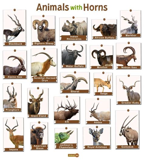 Animals With Horns List And Facts With Pictures