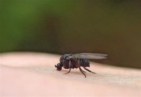 Black Flies Out For Blood In The Midwest In Wisconsin