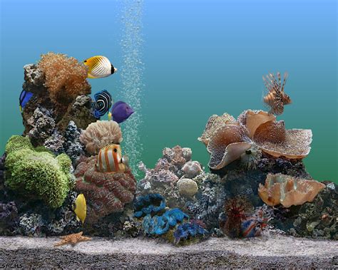 Marine Aquarium Wallpaper Wallpapersafari