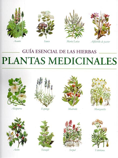 Plantas Medicinales Caracteristicas De Las Plantas Medicinales The Best Porn Website