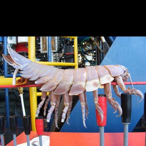 Bizarre Creepy Creature Found In Gulf Of Mexico Deep In The Ocean While Drilling For Oil I Got