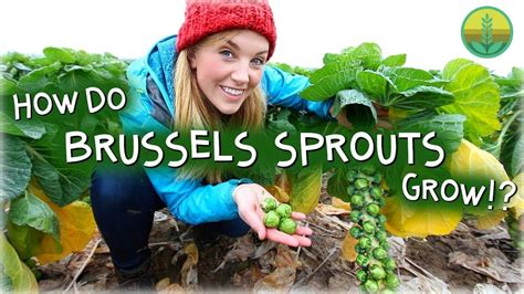 How Do Brussels Sprouts Grow Maddie Moate Youtube