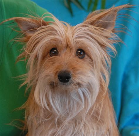 We did not find results for: Glory, a Chinese Crested Powder Puff mix for adoption.