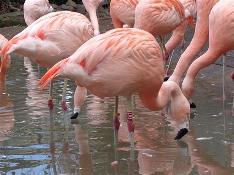 Flamingo Birds Lake Bird Nature Animal Pink Color Wildlife Red