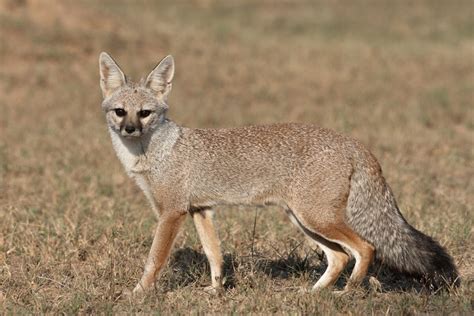 Bengal Fox Fox Protection International