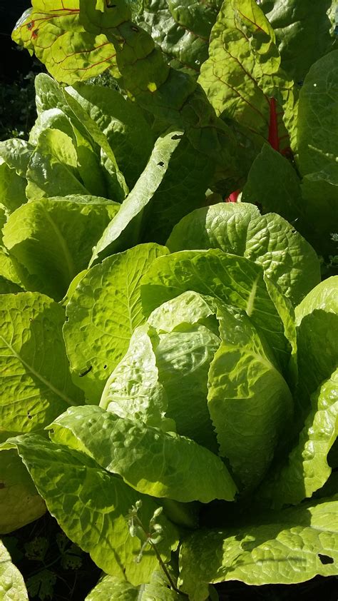 green cos lettuce sacred earth seeds