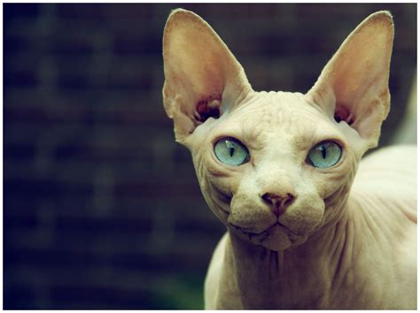 Sphynx Hairless Cat Breed Information And Photos Fallinpets