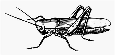 Grasshopper Vector Cricket Insect Insects Clipart Black And White Hd