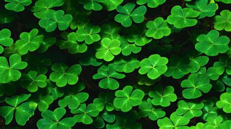Four Leaf Clover Three Leaf Clover Hd Four Leaf Clover Wallpapers Hd Wallpapers Id