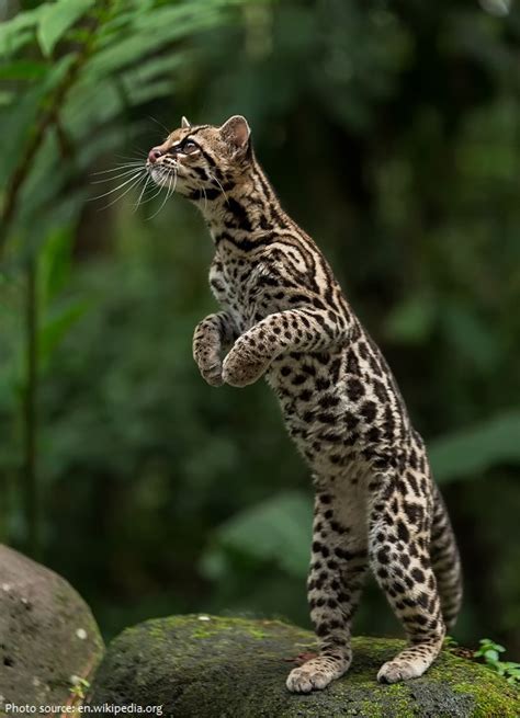 Interesting Facts About Margays Just Fun Facts