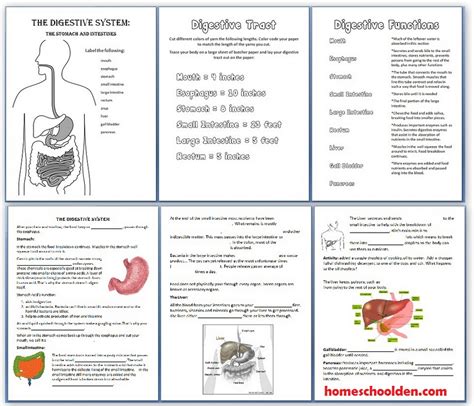 Digestive System Worksheets 100page Packet Homeschool Den