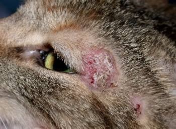 Your vet will do a physical exam first. Dermatophytosis in Dogs and Cats - Integumentary System ...