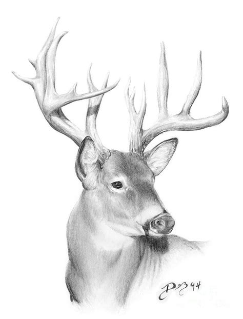 Whitetail Deer Drawing By Larry Dez Dismang Fine Art America