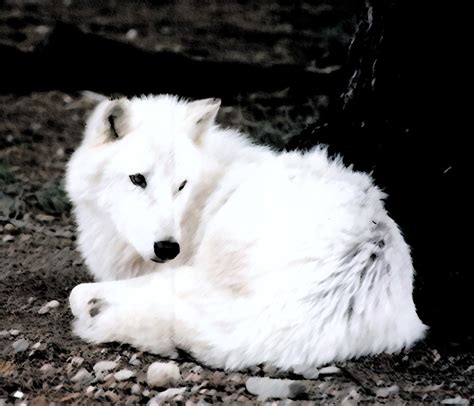 White Wolf Wolves Photo 1129983 Fanpop