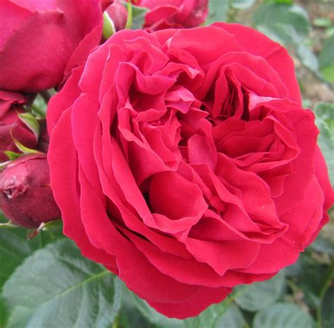 Exceptionally fragrant, this rose exudes an incredible perfume, a mix of tea rose and fruit aromas. Red Eden Rose, climbing rose #LandscapeDesignWithRedRoses ...