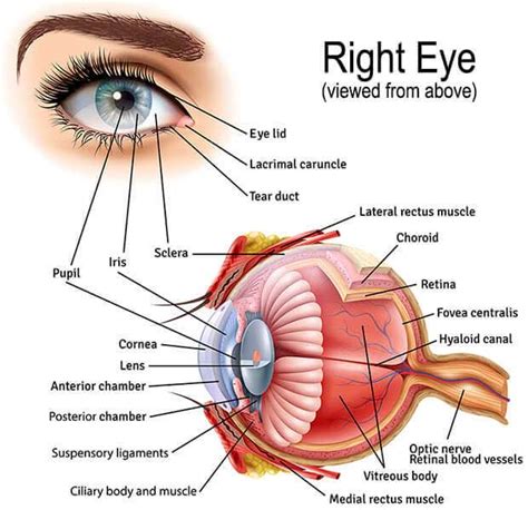 Eye Anatomy Retina Specialists Orlando Central Florida Retina