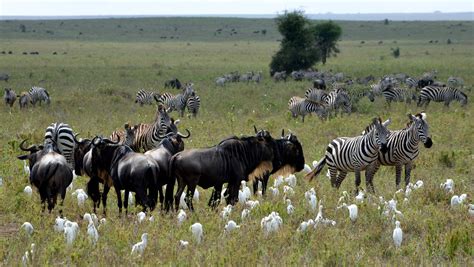 Serengeti Animals Serengeti Wildlife Serengeti Tours Serengeti