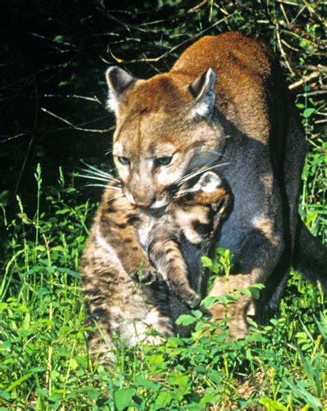 Cougar Mom Carries Cub Photograph By Larry Allan