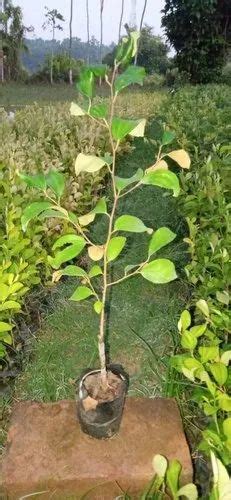 Fruit Full Sun Exposure Thai Apple Ber Plant Green For Garden At Rs 15piece In Taki